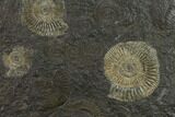 Ammonite Cluster (Dactylioceras) - Germany #133272-2